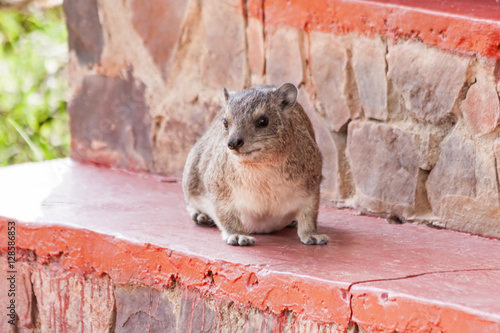 Rock hyraxes (Procavia capensis) sits in profile on windowsill near stone wall. Serengeti National Park, Great Rift Valley, Tanzania, Africa. 
