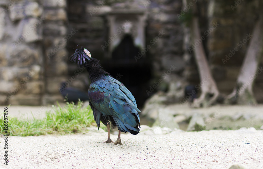Northern bald ibis. Ibis chauve. Black bird Northern bald ibis. Ibis chauve. Black bird