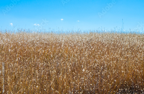 Dry grass field in front of sky