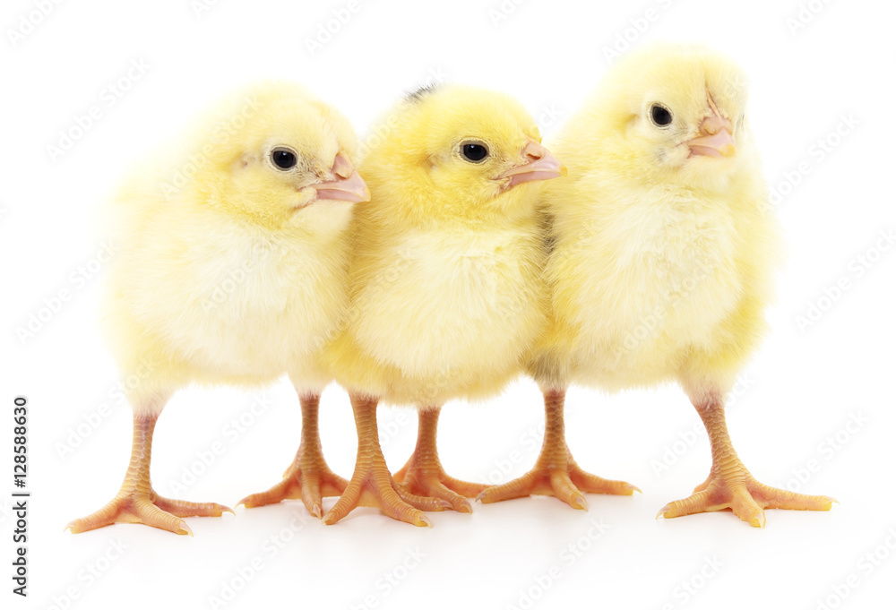 Three cute chicks. Three cute chicks.