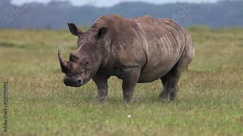 White Rhinoceros, ceratotherium simum, Female running throught Savanna, Nakuru Park in Kenya, Real Time