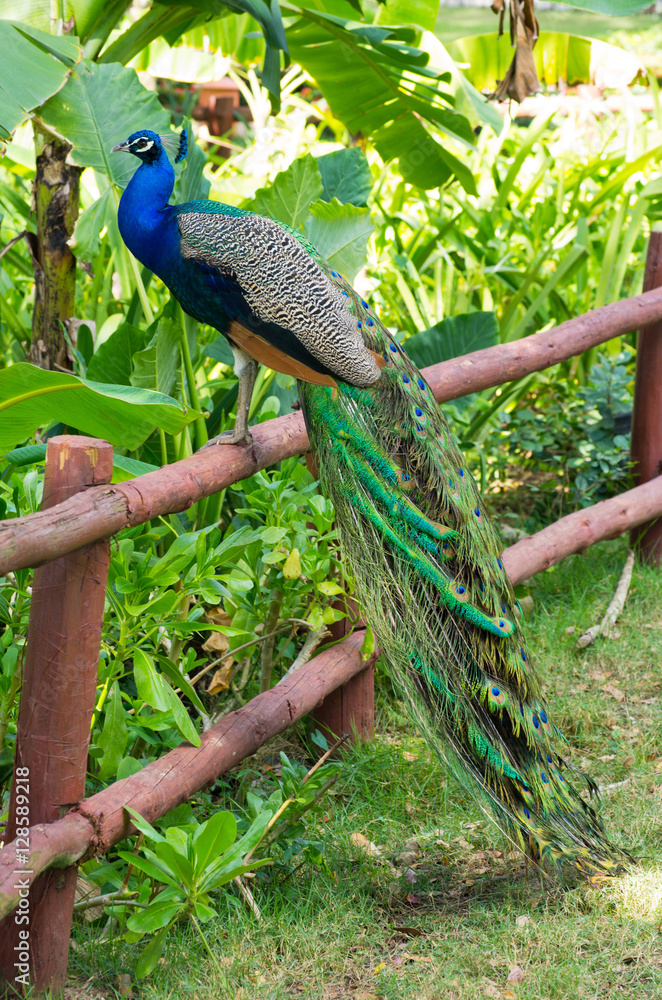 Naklejka premium peacock