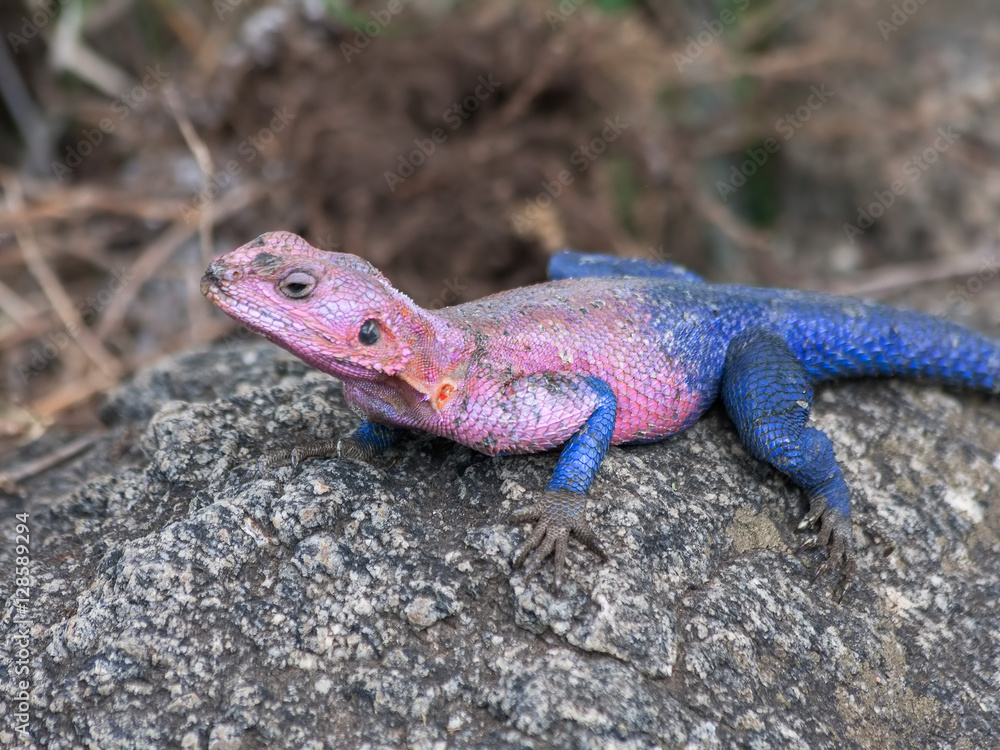 Pink and blue agama lizard sits on grey stone. Serengeti National Park, Great Rift Valley, Tanzania, Africa.
Pink and blue agama lizard sits on grey stone. Serengeti National Park, Great Rift Valley, Tanzania, Africa.