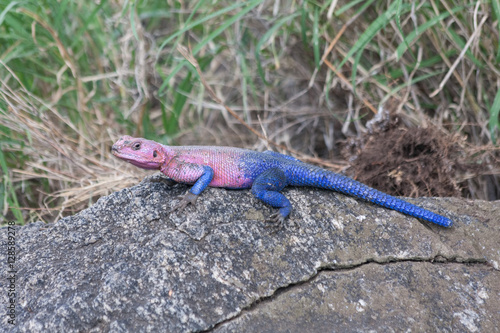 Pink and blue agama lizard sits on grey stone. Serengeti National Park, Great Rift Valley, Tanzania, Africa. 