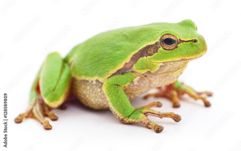 Fototapeta premium Small tree frog.