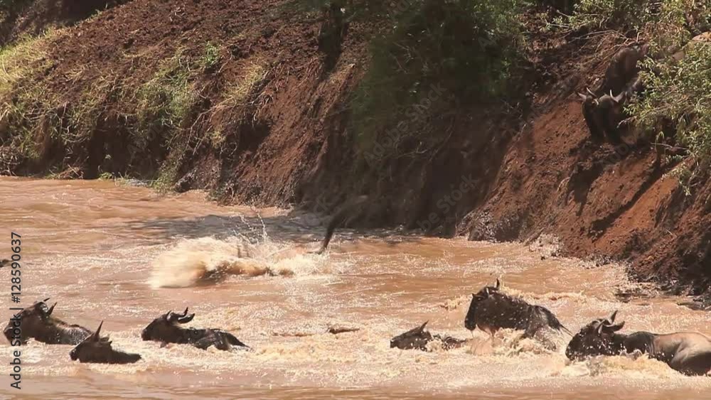 Blue Wildebeest, connochaetes taurinus, Herd Crossing Mara River during Migration, Masai Mara Park in Kenya, Real Time Blue Wildebeest, connochaetes taurinus, Herd Crossing Mara River during Migration, Masai Mara Park in Kenya, Real Time