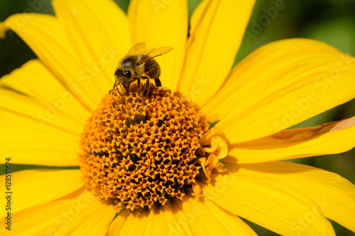 Close up from a bee on a yellow flower © stefan1085