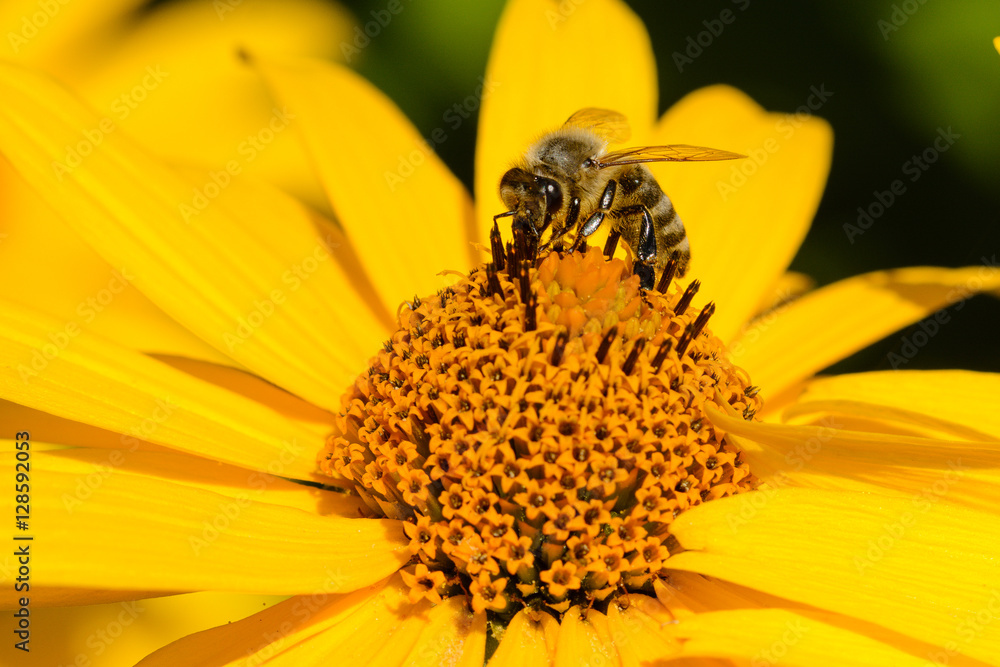 Close up from a bee on a yellow flower Close up from a bee on a yellow flower