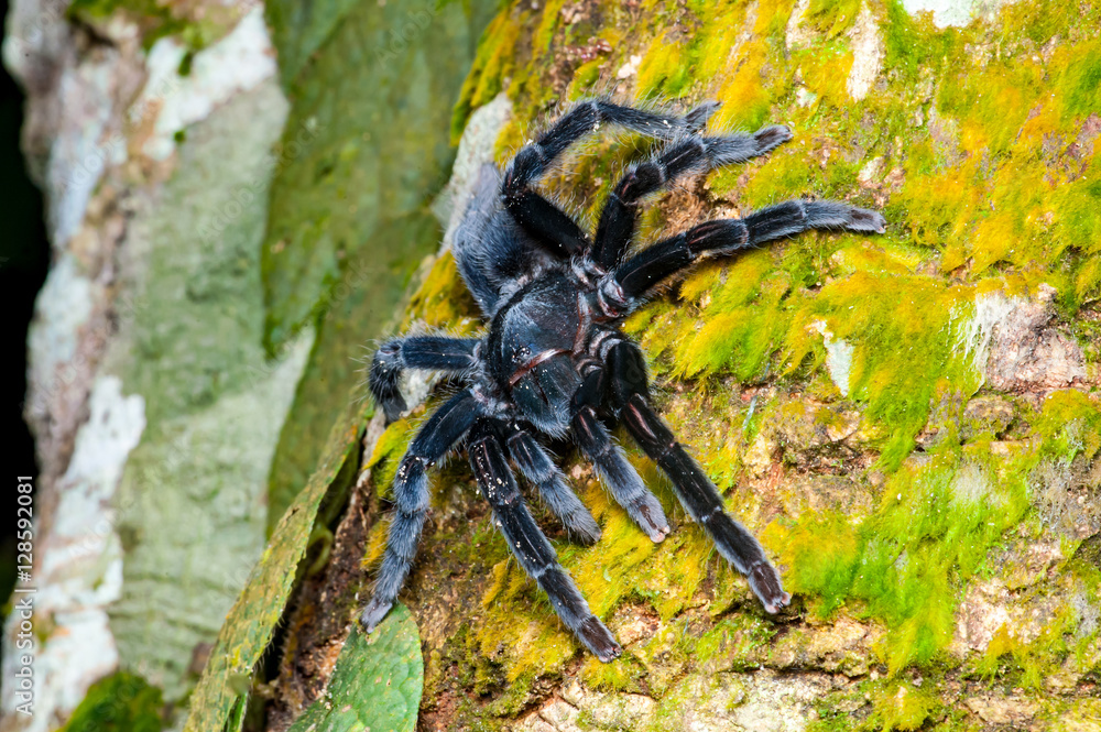Selenocosmia javanensis tarantula spider crawling on a tree Stock Photo ...