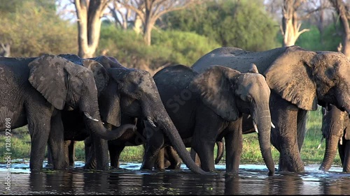 African Elephant, loxodonta africana, Group drinking water at Khwai River, Moremi Reserve, Okavango Delta in Botswana, Real Time