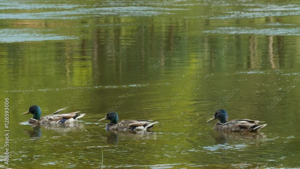Three wild male ducks swimming in water. green reflections in water Three wild male ducks swimming in water. green reflections in water