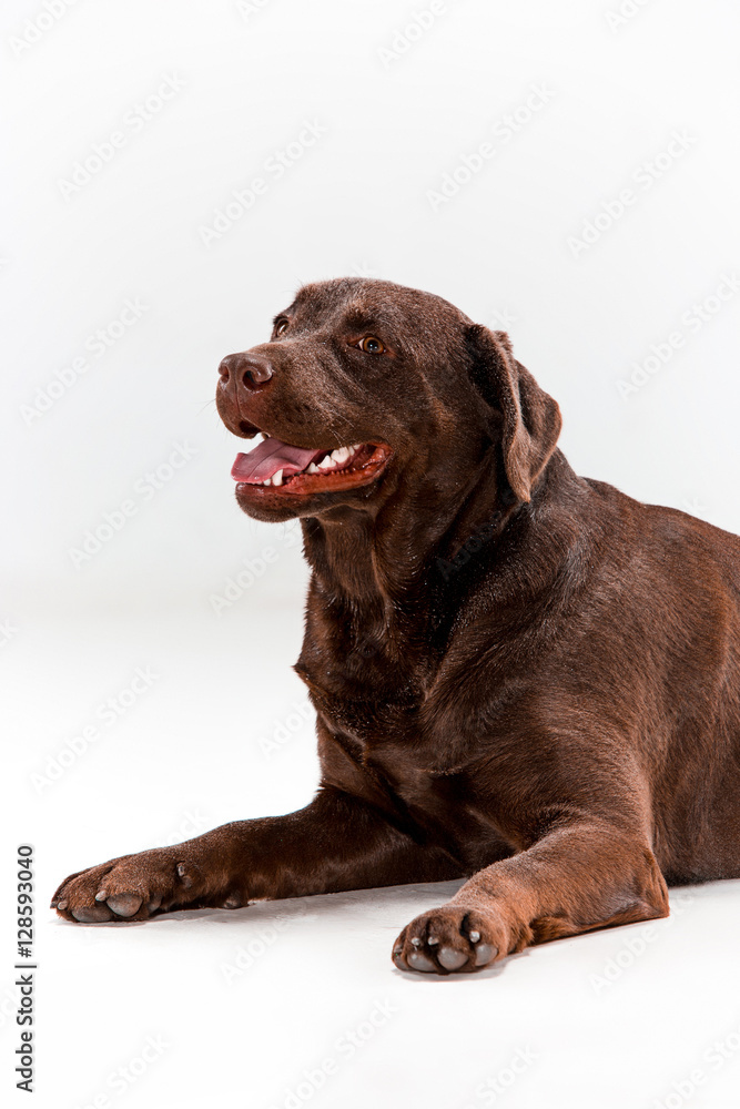 Fototapeta premium The brown labrador retriever on white