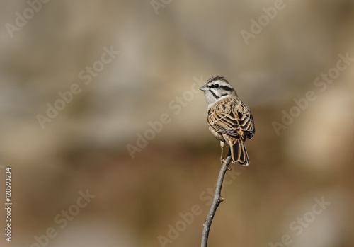 Emberiza cia photo