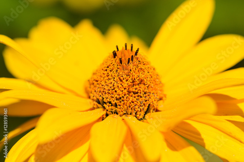 Close up from yellow blossom