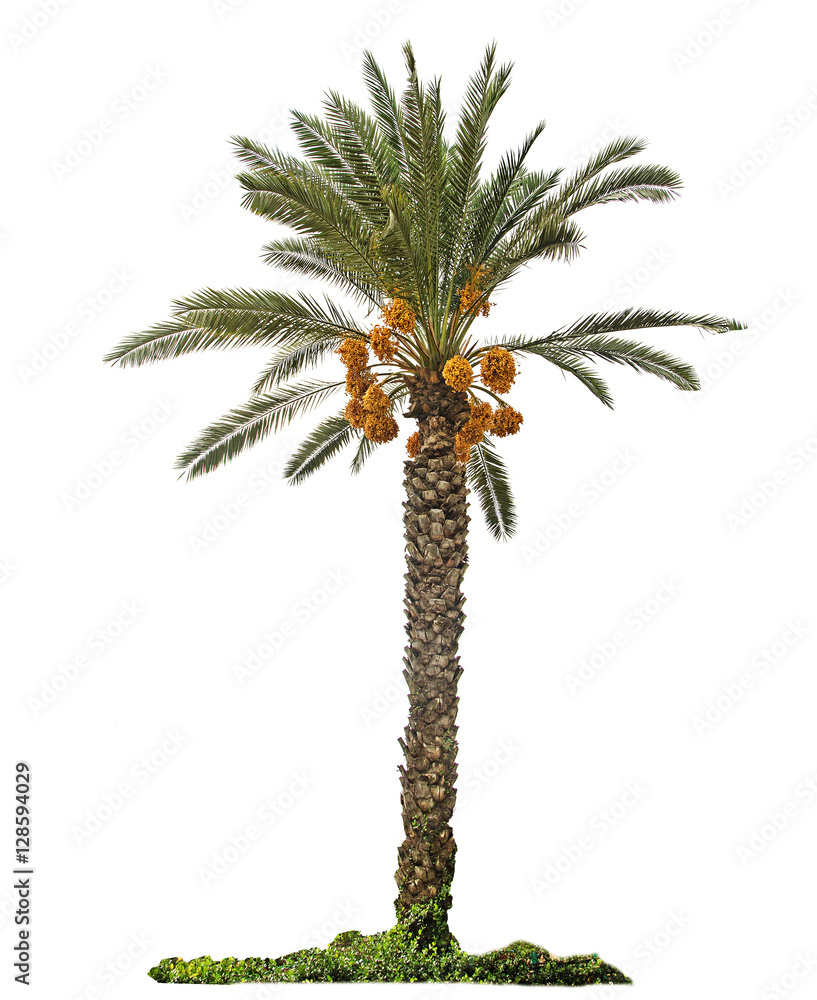 Naklejka premium Date palm