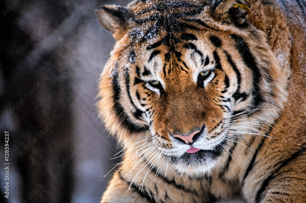 Fototapeta premium Tiger
