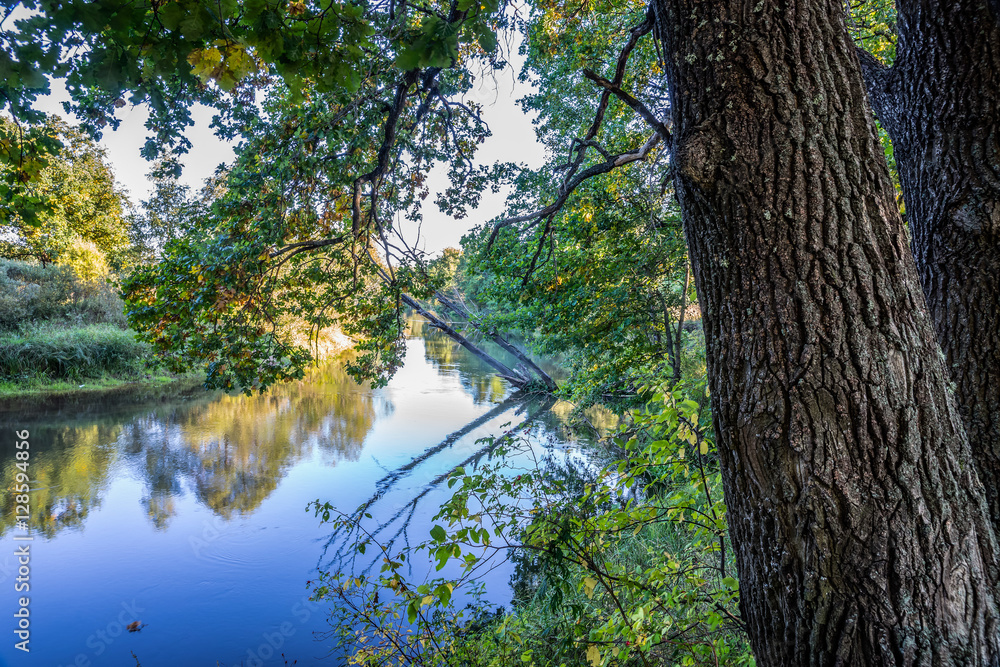 The tree hanging over the river Kirzhach.