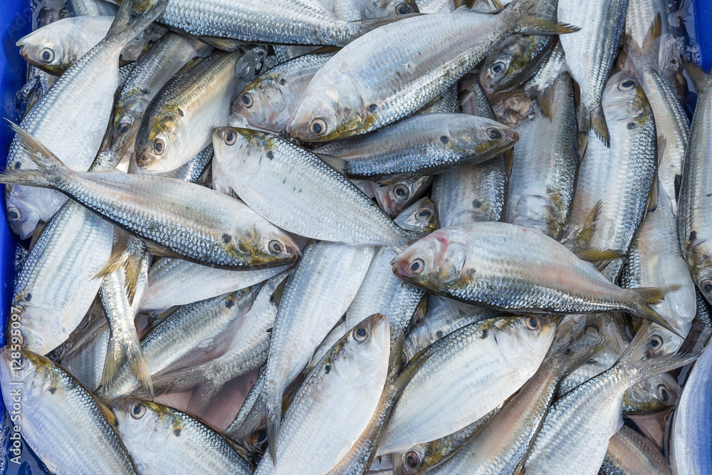 Fresh fish in the market Fresh fish in the market