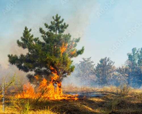 Forest fire. Using firebreak for stoping wildfire. © yelantsevv