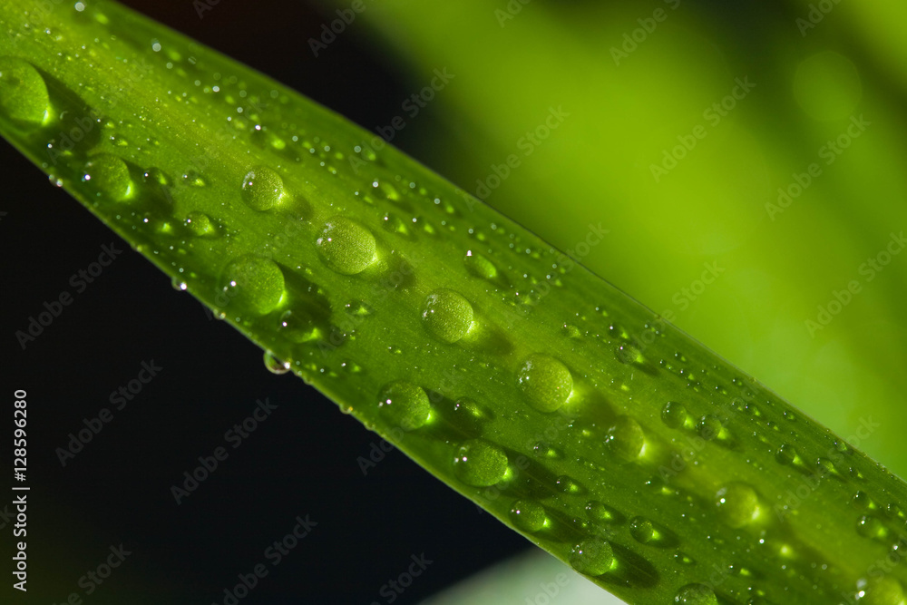 Water droplets on grass blade macro Water droplets on grass blade macro