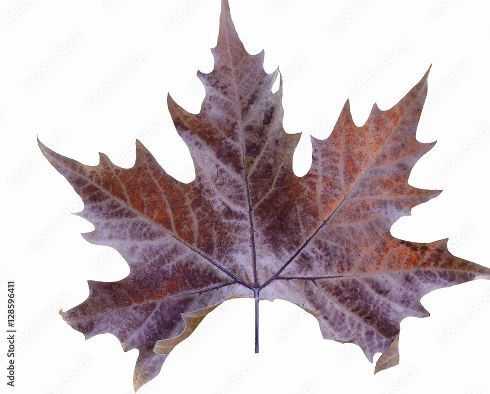 Fototapeta premium Autumn red maple tree leaf in back isolated on white 