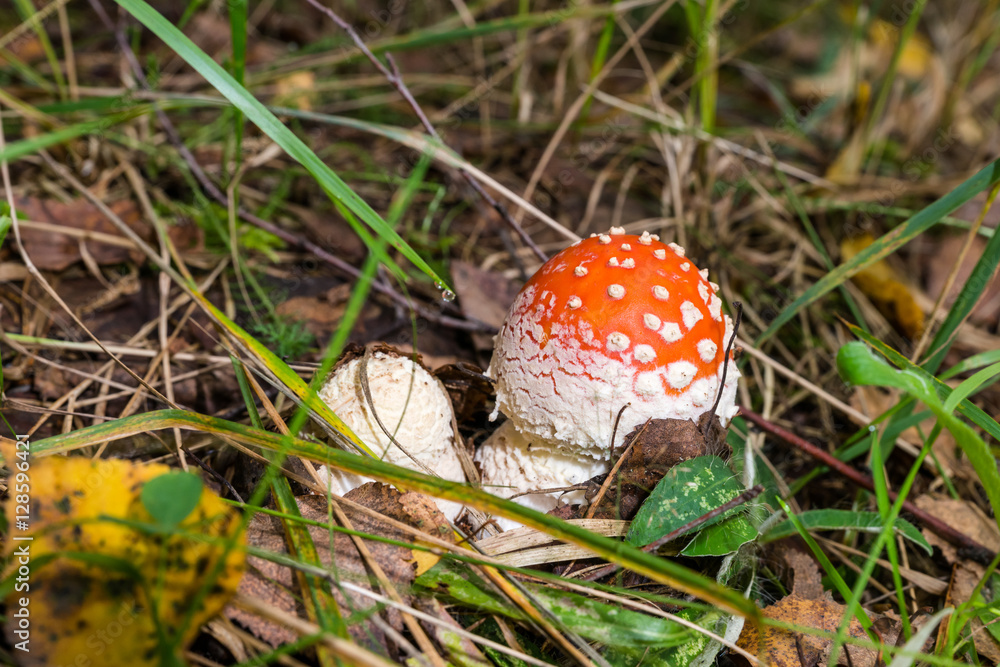 Two little fly agaric (Amanita Muscaria) in the grass.