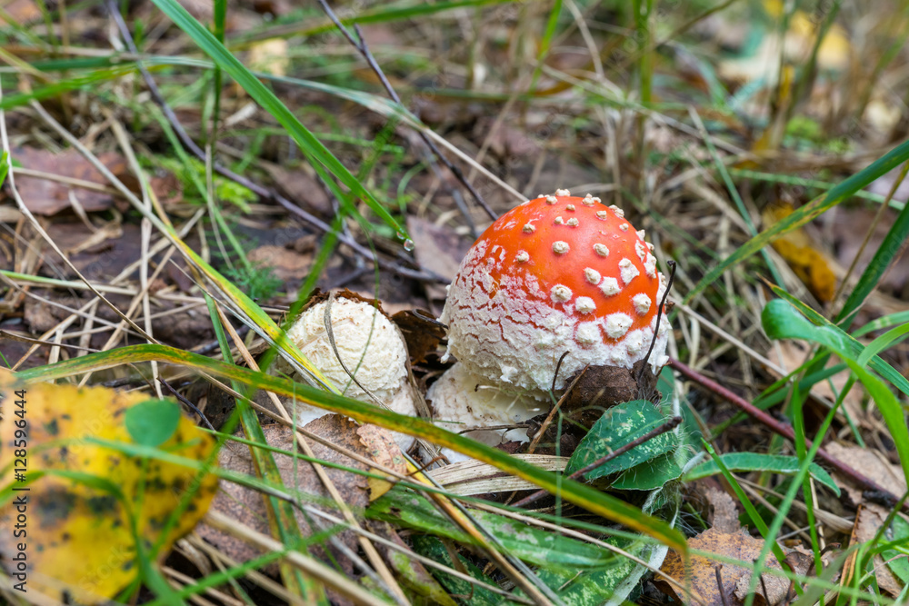 Two little fly agaric (Amanita Muscaria) in the grass. Two little fly agaric (Amanita Muscaria) in the grass.