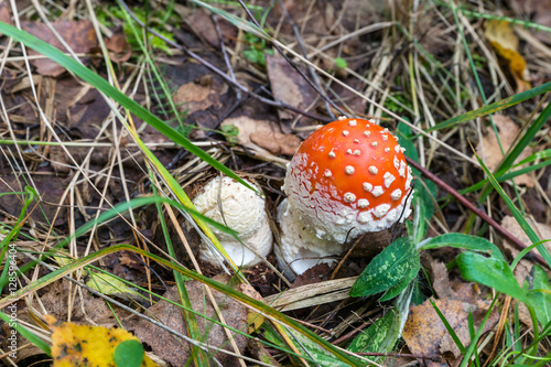 Two little fly agaric (Amanita Muscaria) in the grass.