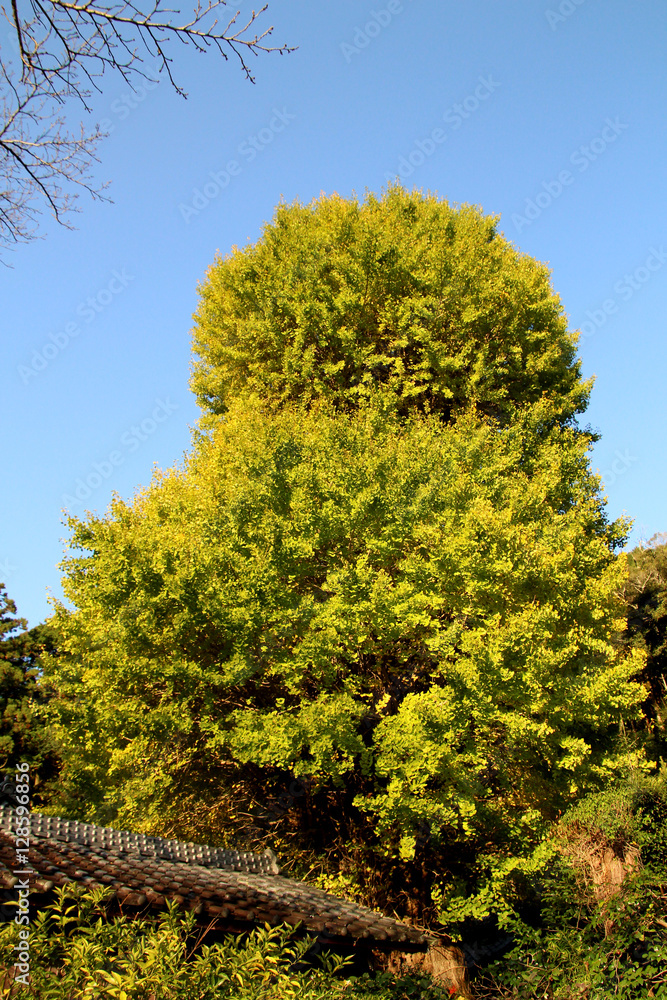 Obraz premium だるま銀杏