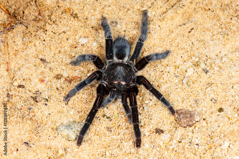 Selenocosmia javanensis tarantula spider on the ground Selenocosmia javanensis tarantula spider on the ground