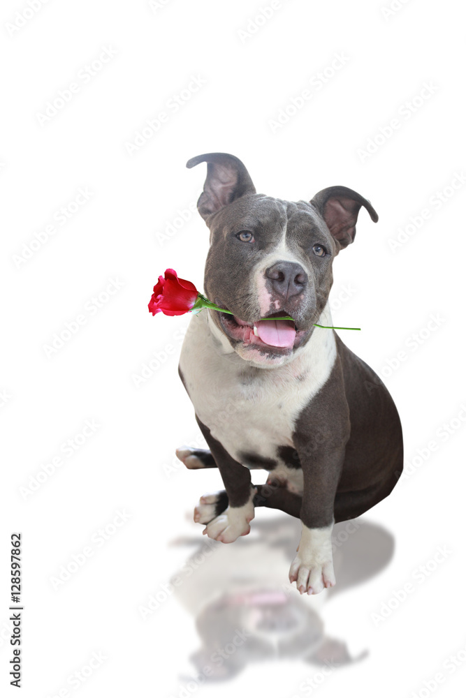 Dogs with Rose Happy Valentine's Day