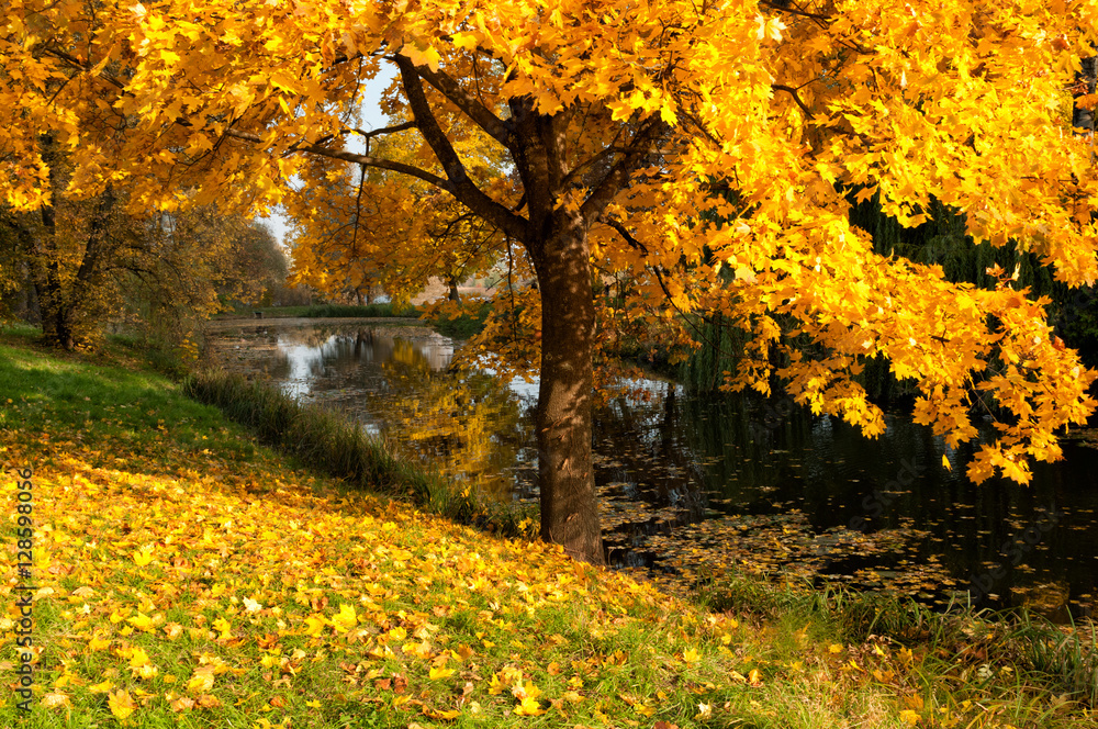 Beautiful maple tree in autumn