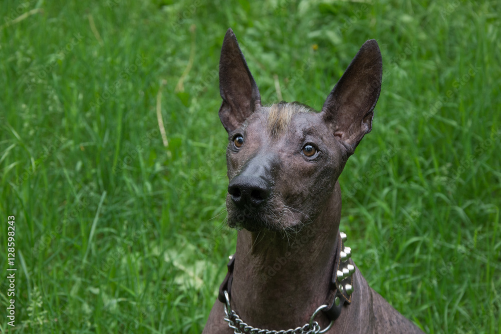 Xoloitzcuintli black hotsell