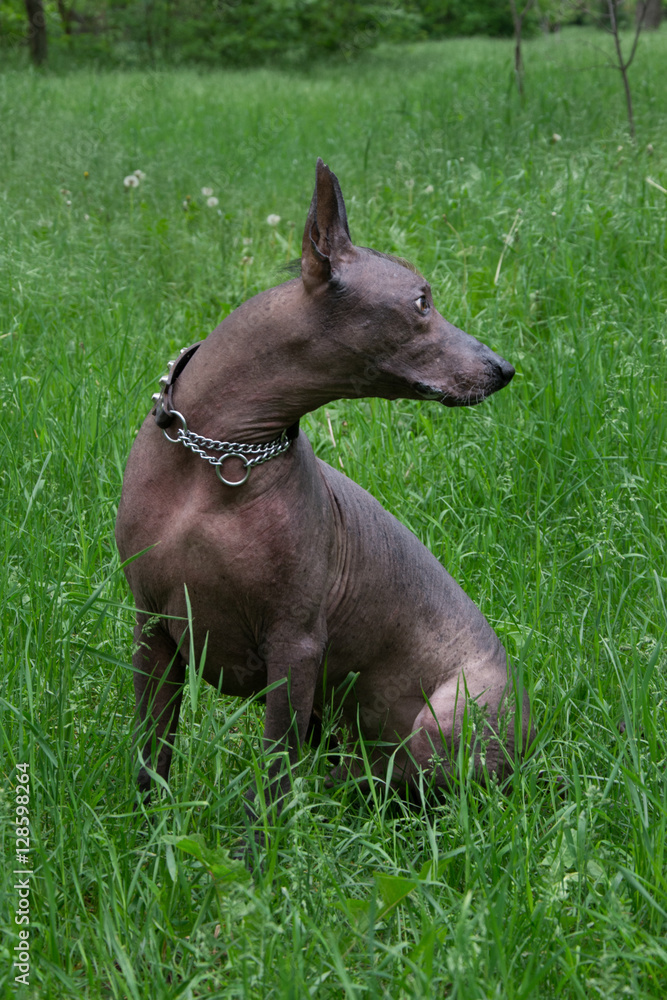 Horizontal portrait of a dog breed Xoloitzcuintli, the Mexican hairless dog black standard-size, full-length, povort right head on a green background with green grass and trees in the background