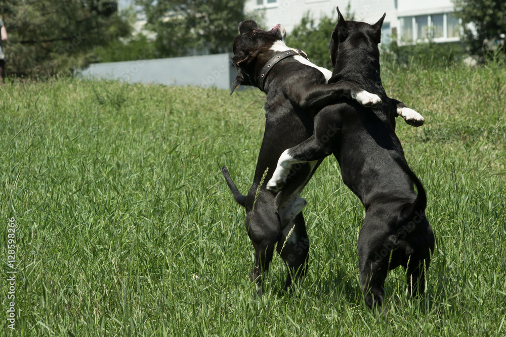 Horizontal portrait of two breeds of dogs American Staffordshire Terrier dog black, tall in the fight game on the green grass on a sunny day Horizontal portrait of two breeds of dogs American Staffordshire Terrier dog black, tall in the fight game on the green grass on a sunny day