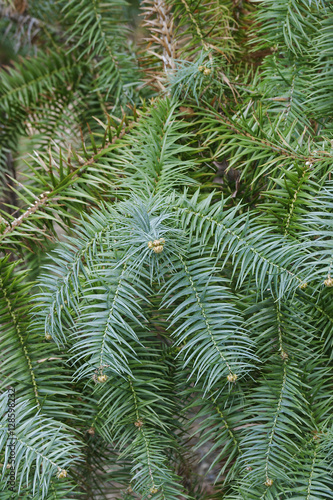 Blue-needled china fir