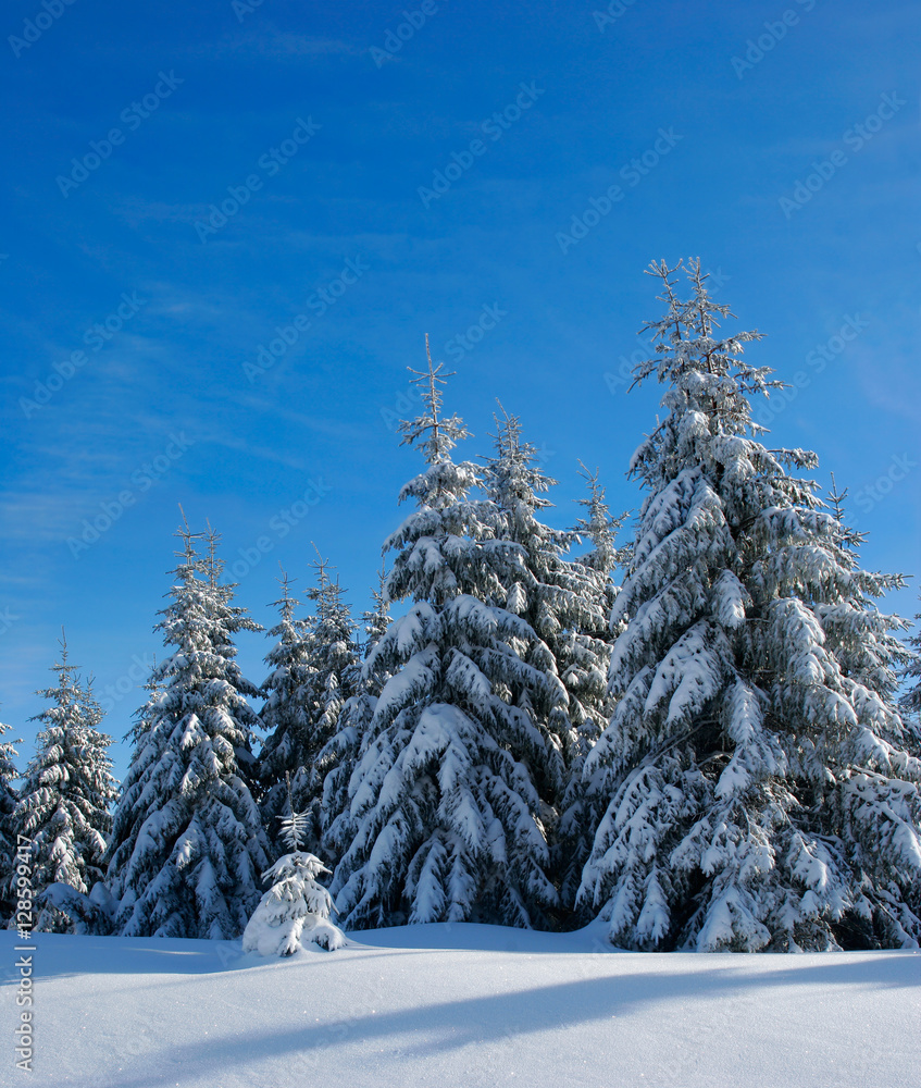 Obraz premium Tief verschneite unberührte Winterlandschaft, schneebedeckte Tannen, funkelnde Schneekristalle