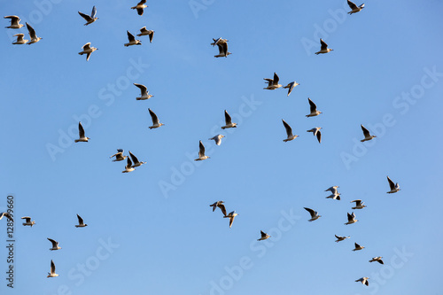 Flock of seagulls Ichthyaetus melanocephalus photo
