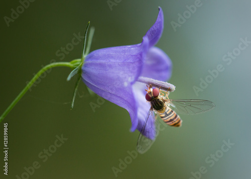 Schwebfliege in Glockenblume photo