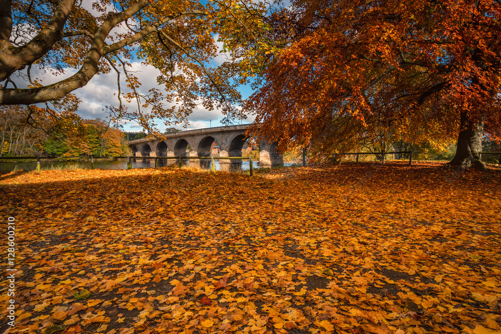 Fototapeta premium Autumn Leaves and Hexham Bridge, in its full glory of colour, at Tyne Green Riverside Park, Hexham, Northumberland, next to the River Tyne