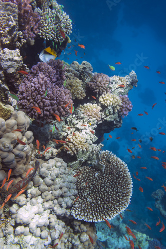 Sunlit coral reef with small bright colorful fishes in the Red S