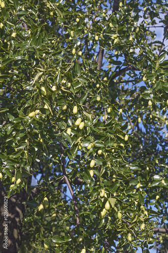 Jujube tree with fruits