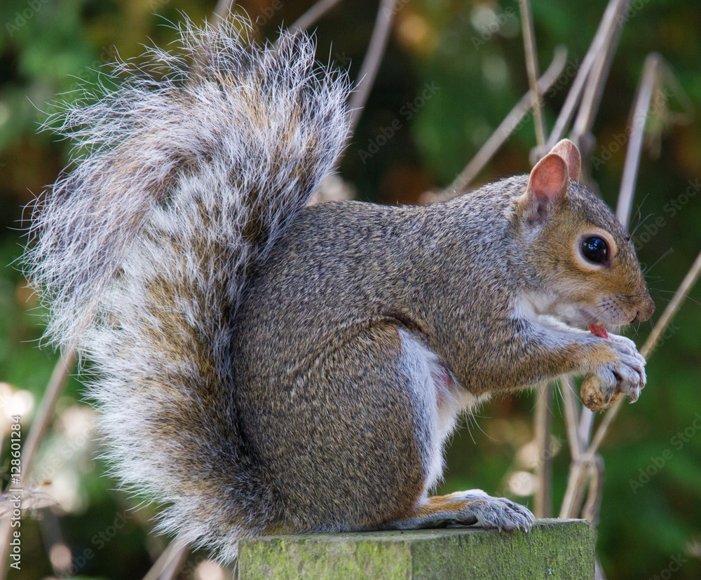 Grey Squirrel feeding on autumn fruits. 