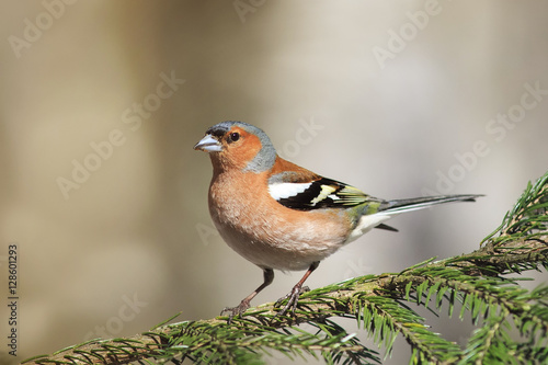 bird of spring, the Finch sings in the woods standing on spruce branch