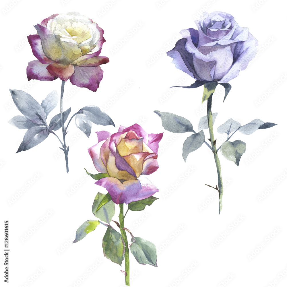 Fototapeta premium Wildflower rose flower in a watercolor style isolated.