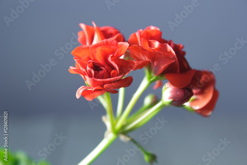 Fototapeta Naklejka Na Ścianę i Meble -  Rosebud pelargonium. Red heranium, known as pelargonium, flowers close-up