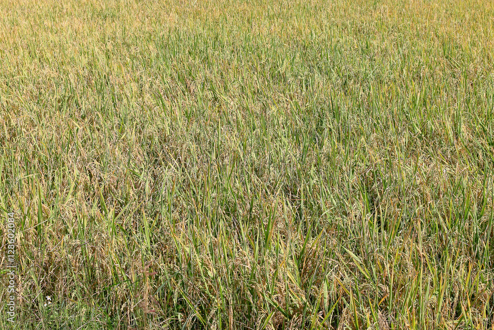 The Green rice in the field rice in rural during the harvest season, Rice filed in northern Thailand in Lampang at Ngao city.Thailand The Green rice in the field rice in rural during the harvest season, Rice filed in northern Thailand in Lampang at Ngao city.Thailand