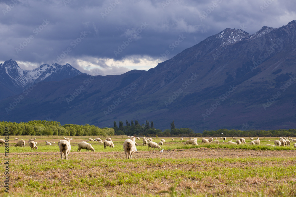Sheep in New Zealand Farm with snow mountain