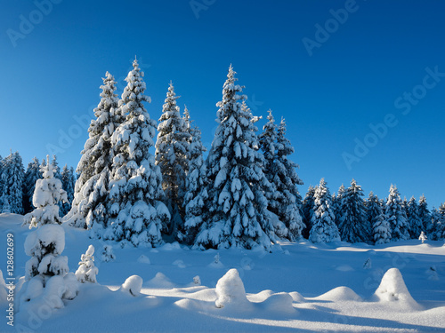 Tief verschneite unber  hrte Winterlandschaft  schneebedeckte Tannen  funkelnde Schneekristalle