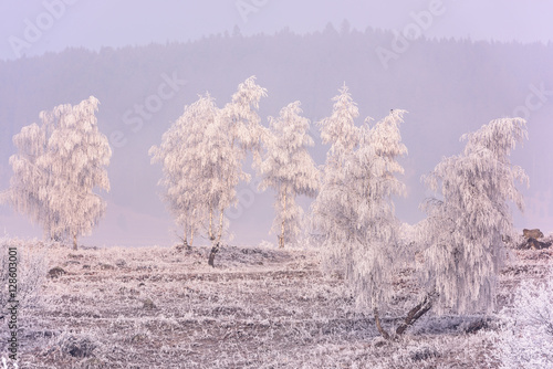 Winter nature in winter sunlight. Foggy winter landscape of frosty winter trees in winter meadow in cold sunny weather-winter scene with winter trees covered with snow.